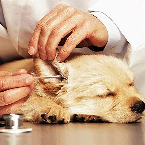 Evcil Hayvan kulak bakımı Temizliği, Tabanca Temizliği, Elektronik için 600 Adet 6 Uzun Pamuklu Çubuk