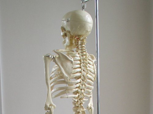 İnsan iskelet modeli-Sert omurga ile yaşam boyu versiyonu